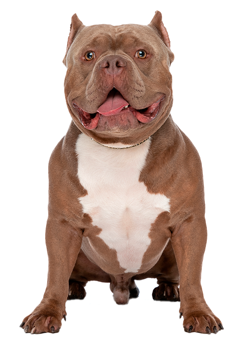 American Bully Razas De Perros Purina Chile   AMERICAN BULLY 480X684 